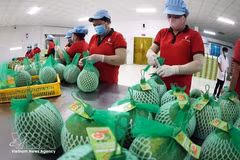 Exportaciones de productos agroforestales y pesqueros de Vietnam crecen 6%