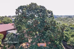 Lichi ancestral de Bac Ninh, patrimonio natural de la comunidad local