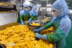 Procesamiento de productos agrícolas para la exportación. (Fuente: VNA)