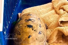 Entregan un ejemplar de tortuga elongada (Indotestudo elongata) al Centro de Rescate, Conservación y Desarrollo de Fauna Silvestre del Parque Nacional Phong Nha-Ke Bang (Fuente: VNA)