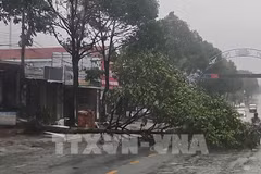 Debido a la tormenta, muchos árboles resultaron quebrados en el barrio de Buon Ma Thuot, provincia de Dak Lak. Foto: TTXVN