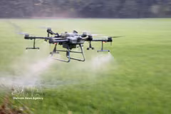 Agricultores de la provincia de An Giang utilizan drones para fumigar con pesticidas, ahorrando así costes, esfuerzo y tiempo. Foto: VNA.