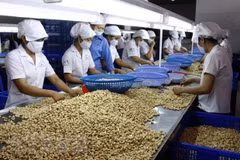 Exportaciones de productos agroforestales y pesqueros de Vietnam aumentan casi 13%