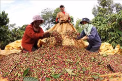 El café de especialidad de Vietnam apunta a conquistar el mundo
