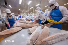 Procesamiento de productos de atún oceánico para exportación. (Foto: VNA)