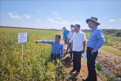 Durante su visita de trabajo a la provincia de Matanzas, el Embajador de Vietnam en Cuba, Le Quang Long, visita el Proyecto de Cooperación Vietnam-Cuba para el Desarrollo de la Producción de Arroz en el distrito de Calimete (Fuente: VNA)