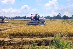 Cosecha de arroz con bajas emisiones en la Cooperativa de Servicios Agrícolas de Hong Phat, comuna de Vinh Thanh, provincia de Ca Mau. Foto: VNA.