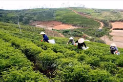 Actualmente, Lam Dong es la principal región productora de té de Vietnam (Fuente: VNA)