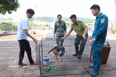 Las autoridades de la ciudad sureña de Dong Nai transfirieron el 13 de junio un ejemplar de marabú menor (Leptoptilos javanicus) para su rescate y conservación. Foto: VNA
