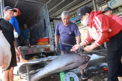Pesca de tuna en la provincia de Khanh Hoa (Fuente: VNA)