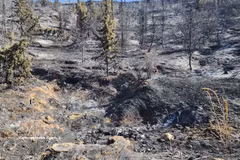 Varios incendios forestales registrados en algunas provincias del noreste de Argelia causan graves daños personales y materiales (Fuente: VNA)