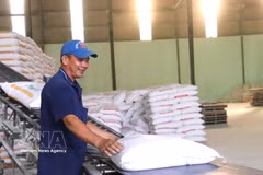 Actividades de producción en la empresa Tan Dong Tien en la provincia de Tay Ninh. Foto: VNA