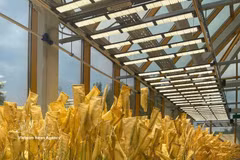 Modelo experimental de cultivos de cereales en un invernadero del Instituto de Biotecnología Agrícola de la Universidad Nacional Agrícola K.A. Timiryazev de Rusia. Foto: VNA