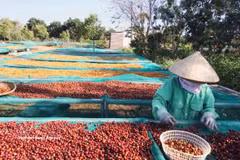 Las exportaciones de café de Vietnam podrían cobrar un nuevo impulso en los últimos meses de este año (Fuente: VNA)