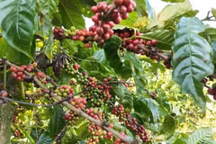 Actualmente, el café representa casi el 85% de las exportaciones totales de Vietnam a Argelia. (Foto: VNA)
