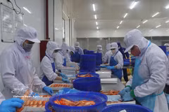 Procesamiento de langostinos de agua dulce para exportación. (Foto: VNA)