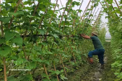 Modelo de cultivo de hortalizas orgánicas de la Cooperativa de Producción de Hortalizas Orgánicas de la Comuna de Trung Gia, Hanoi. Foto: VNA