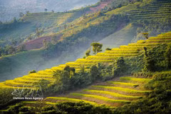 La belleza de los arrozales en las terrazas de Pu Nhi