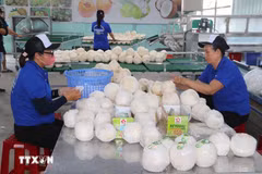 La industria del coco de Vietnam se encuentra ante una gran oportunidad de crecimiento, ya que se prevé que el valor de sus exportaciones en 2025 alcance entre 1,1 y 1,15 mil millones de USD (Fuente: VNA)