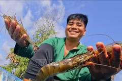 Las exportaciones de camarón de Vietnam están experimentando un fuerte crecimiento (Fuente: VNA)