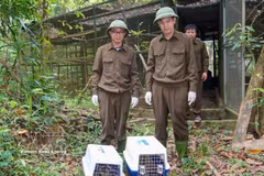 Las autoridades liberan a 13 animales silvestres rescatados para devolverlos a su hábitat natural (Fuente: VNA)