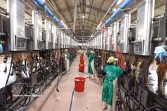 Extracción de leche en una granja lechera de Vinamilk en la provincia de Gia Lai. (Foto: VNA)