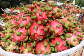 La pitahaya de Cho Gao en la provincia de Dong Thap ha obtenido la protección de marca colectiva por parte de la Oficina de Propiedad Intelectual. Foto: VNA