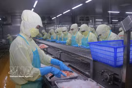 Línea de procesamiento de mariscos para exportación en una fábrica en Ca Mau. Foto: VNA