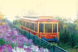 Destinos para contemplar flores en primavera
