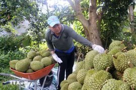 El durián vietnamita (Fuente: VNA)