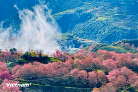 Brillantes flores de cerezo en Sapa