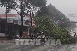 Debido a la tormenta, muchos árboles resultaron quebrados en el barrio de Buon Ma Thuot, provincia de Dak Lak. Foto: TTXVN