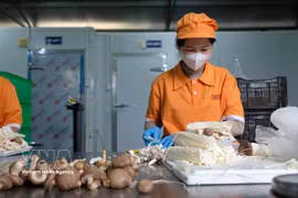 Muchos productores agrícolas de la provincia de Lam Dong se están preparando para entrar en el mercado Halal (Fuente: VNA)