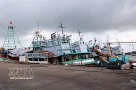 Barcos pesqueros anclados en el puerto pesquero de Cat Lo la mañana del 5 de septiembre, preparándose para su jornada de pesca. Foto: VNA