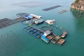 Granja de acuicultura marina de alta tecnología del Grupo STP en Van Don, provincia de Quang Ninh. (Foto: nhandan.vn)