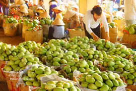 Los mangos de la provincia deDong Thap se exportan actualmente a muchos países del mundo. Foto: VNA