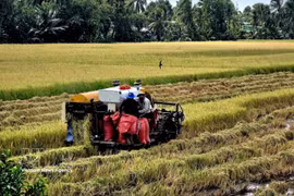 En un campo de arroz (Fuente: VNA)