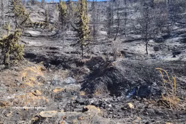 Varios incendios forestales registrados en algunas provincias del noreste de Argelia causan graves daños personales y materiales (Fuente: VNA)
