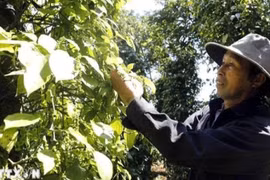 Agricultores cosechan pimienta. (Foto: VNA)
