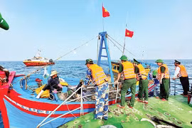 La Fuerza de Guardia Fronteriza de Quang Ngai patrulla regularmente el mar y gestiona estrictamente los casos de buques pesqueros que violan las regulaciones de pesca IUU. (Foto: nhandan.vn)
