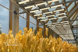 Modelo experimental de cultivos de cereales en un invernadero del Instituto de Biotecnología Agrícola de la Universidad Nacional Agrícola K.A. Timiryazev de Rusia. Foto: VNA