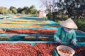 Las exportaciones de café de Vietnam podrían cobrar un nuevo impulso en los últimos meses de este año (Fuente: VNA)