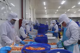 Procesamiento de langostinos de agua dulce para exportación. (Foto: VNA)