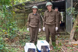 Las autoridades liberan a 13 animales silvestres rescatados para devolverlos a su hábitat natural (Fuente: VNA)
