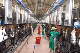 Extracción de leche en una granja lechera de Vinamilk en la provincia de Gia Lai. (Foto: VNA)
