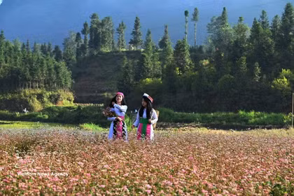 Las jóvenes de la etnia H’Mông, en la meseta kárstica de Dong Van (Tuyen Quang), posa entre los campos de flores de alforfón del valle bajo los primeros rayos del sol. Foto: VNA