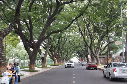 Buon Ma Thuot: una ciudad bajo la sombra de árboles centenarios
