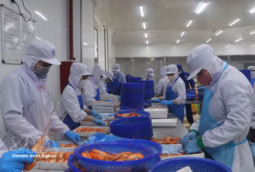 Procesamiento de langostinos de agua dulce para exportación. (Foto: VNA)