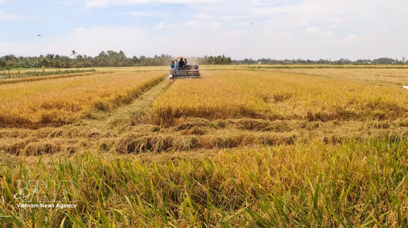 Producción de arroz de alta calidad mediante mecanización en la región arrocera de la provincia de An Giang. Foto: VNA