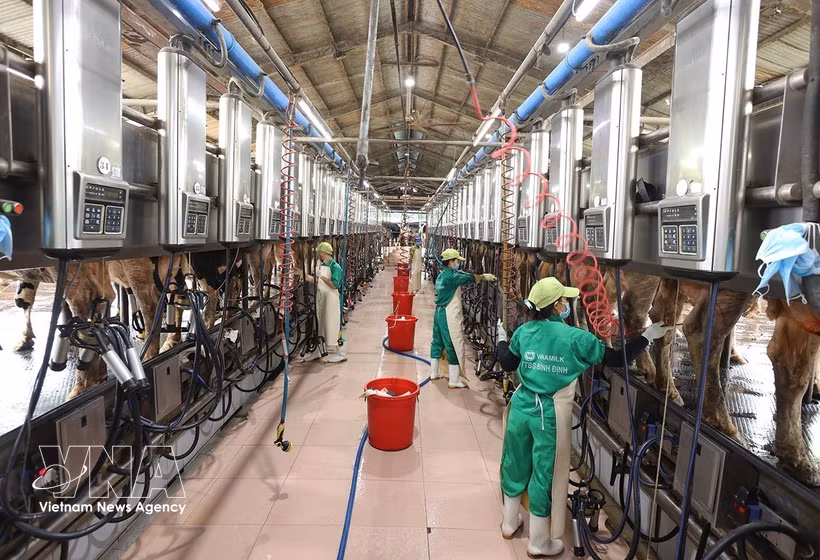 Extracción de leche en una granja lechera de Vinamilk en la provincia de Gia Lai. (Foto: VNA)
